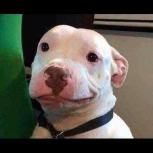 Meet your Posher, Travis